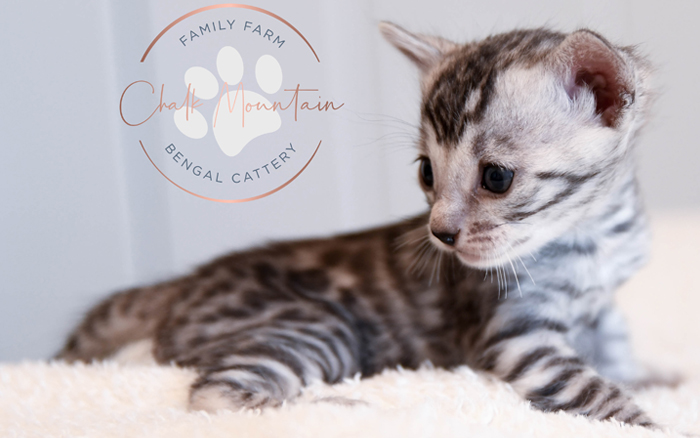 Bengal kitten for sale